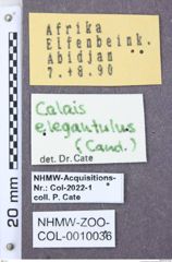 Etiketten zu Aeolus obliquus (NHMW-ZOO-COL-0010036)